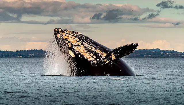 Circuito Canada con Ballenas